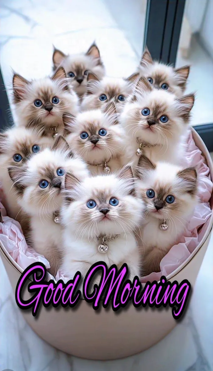 artistic 3d drawings of cats good morning images hd