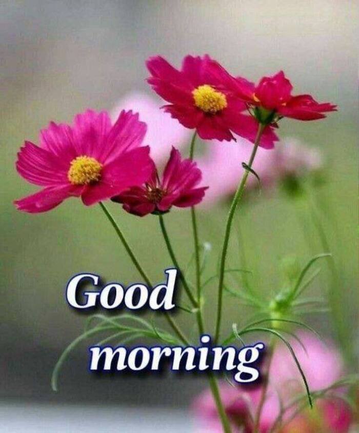 beautiful nature good morning images