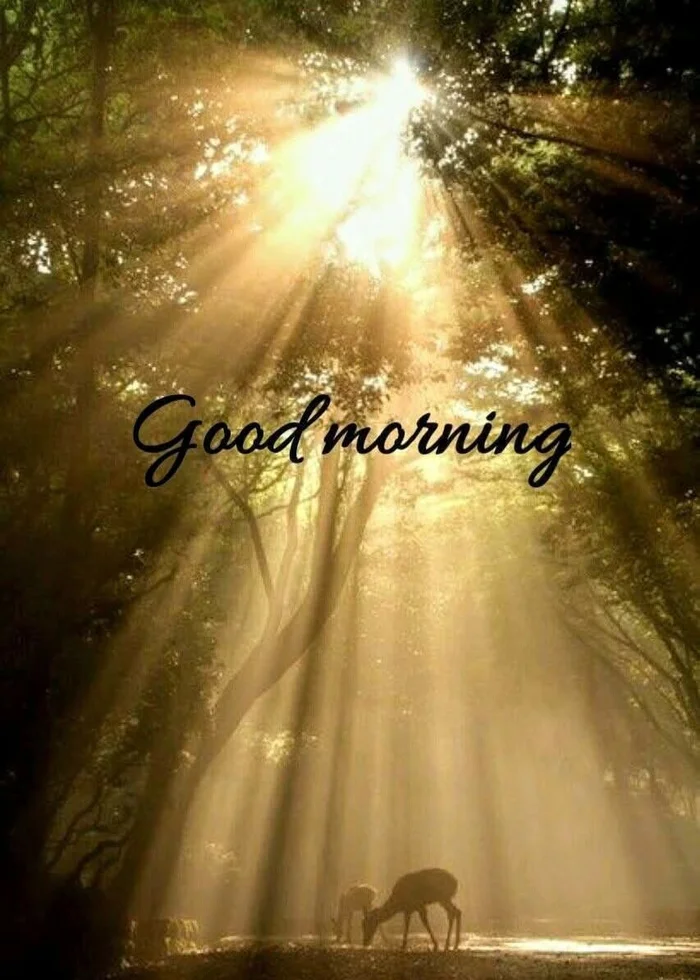 beautiful nature good morning s in hoodie dp