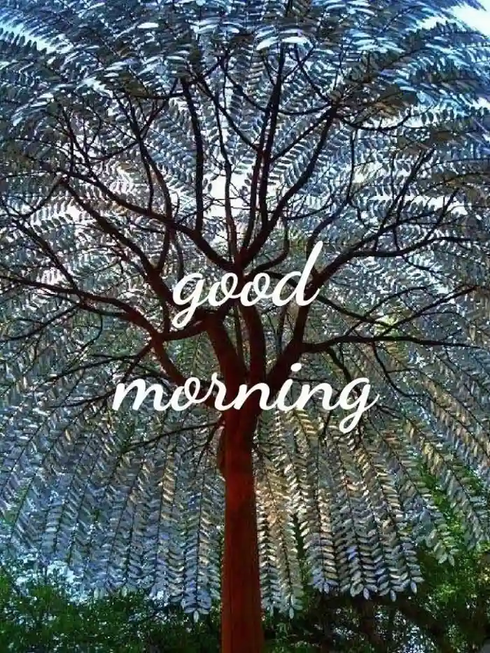 beautiful nature good morning s mirror selfie dp