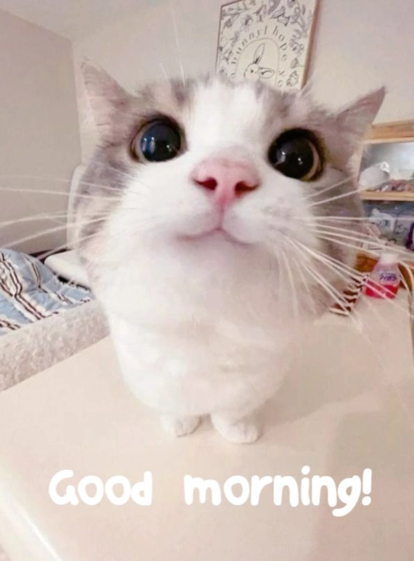 cool funny good morning images