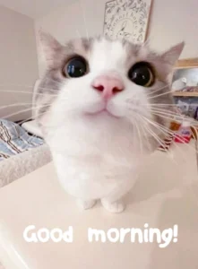 cool funny good morning images
