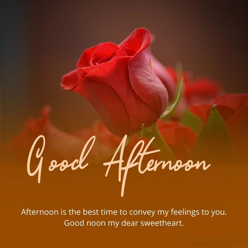 cool good afternoon rose image