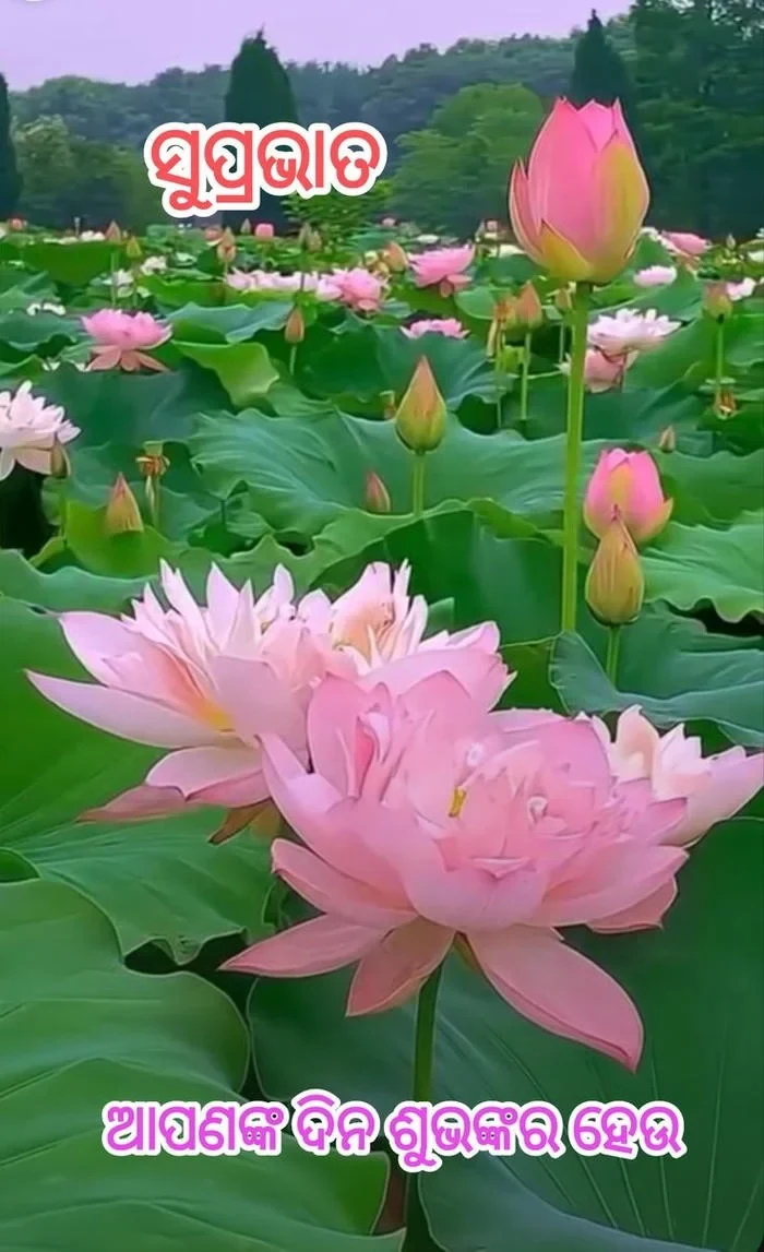 cute good morning image in odia