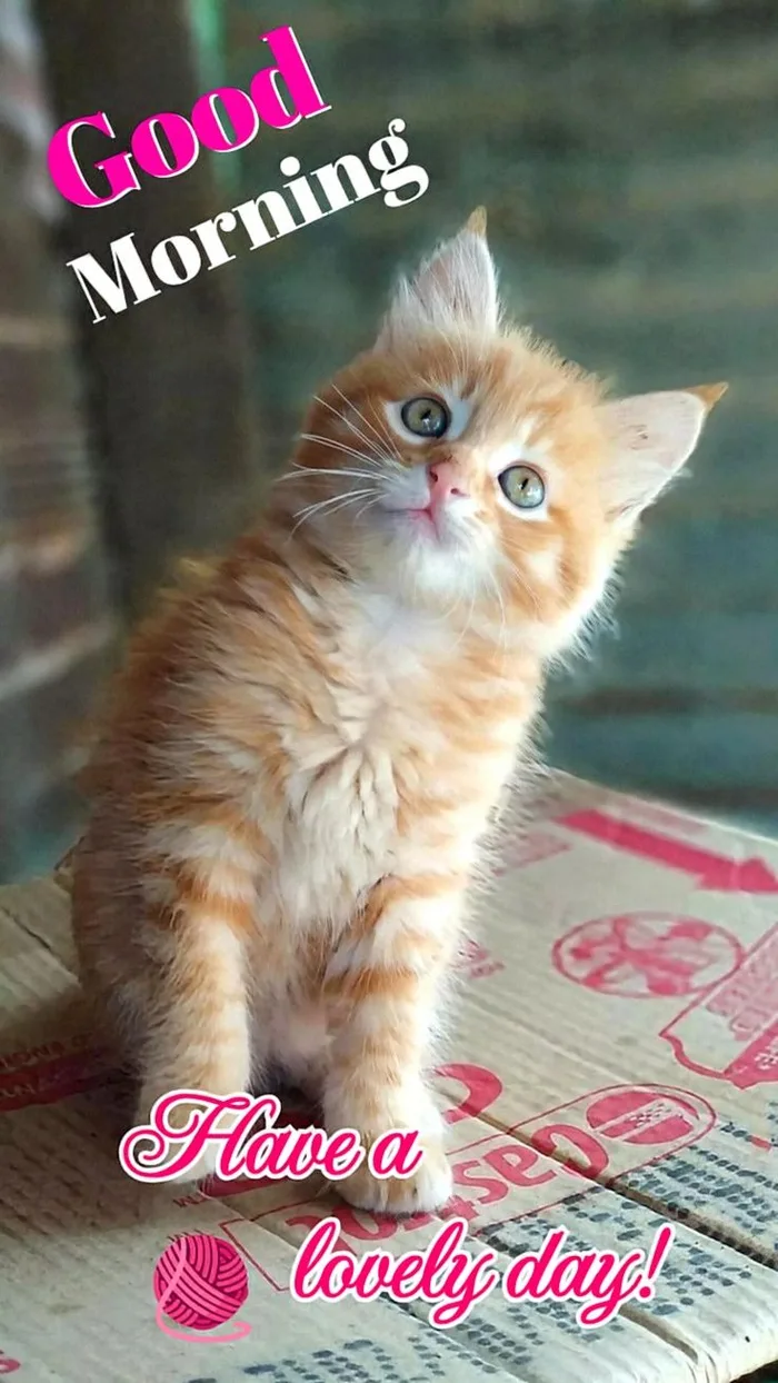 cute kittens good morning hd photo wallpaper collection
