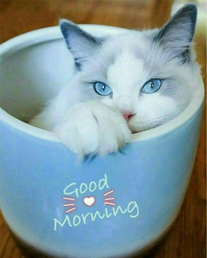 download free hd wallpapers of good morning cat photos