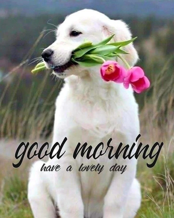 free animal wallpapers hd good morning gallery download