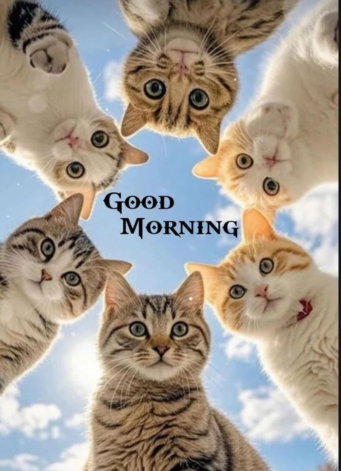 free download collection of cat wallpapers good morning