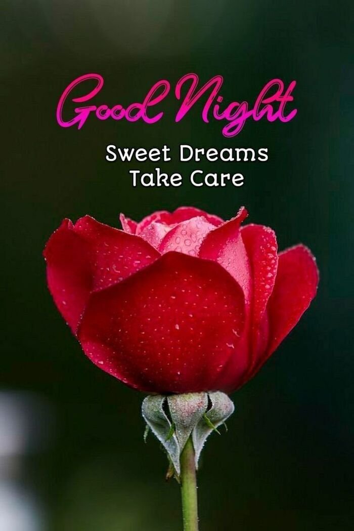 full hd pinterest good night rose image