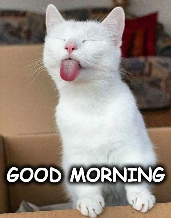 funny good morning s dp with fashion outfit