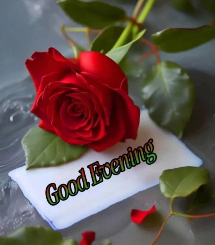 gallery of good evening rose images hd background download