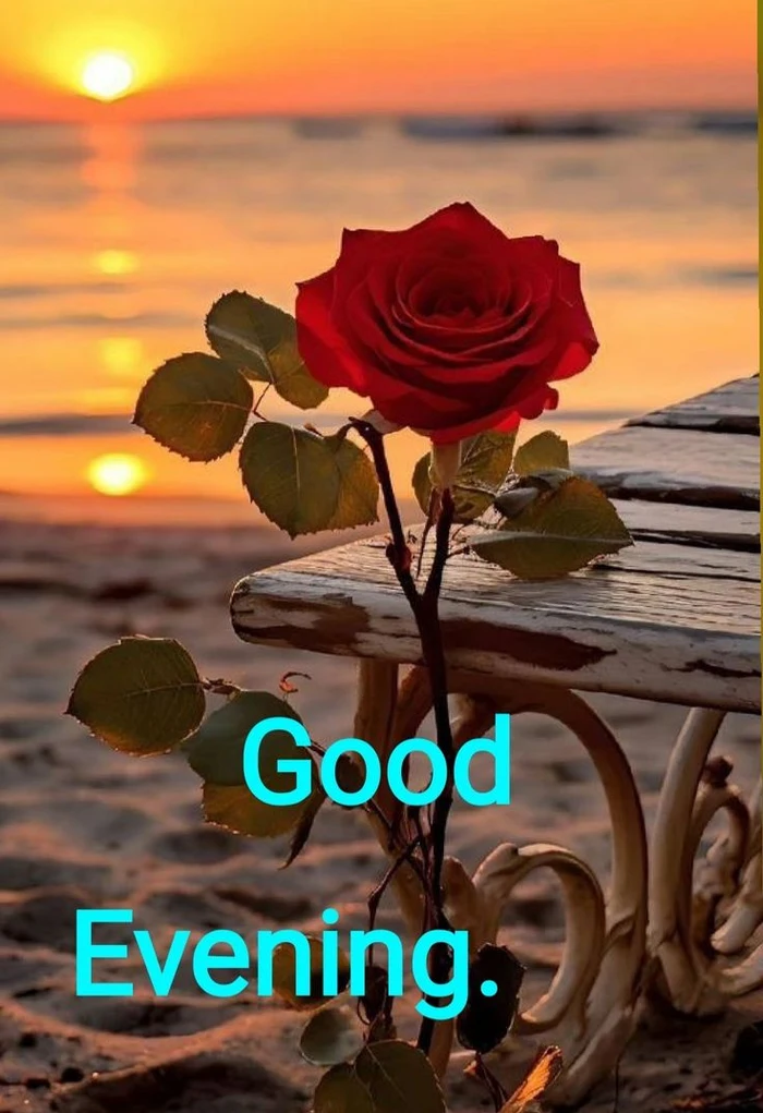 gallery of good evening rose pictures hd wallpapers