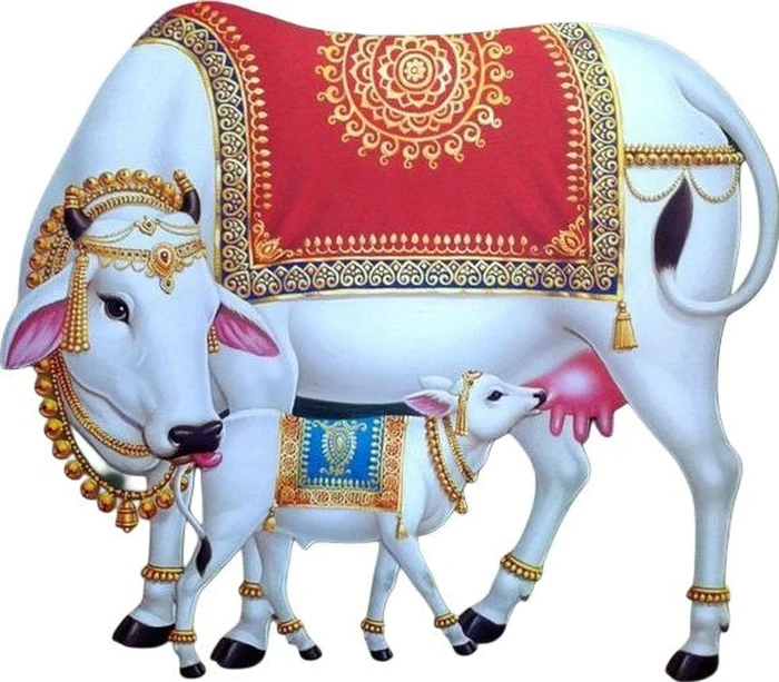 gallery of sacred cow god hd wallpaper divine collection
