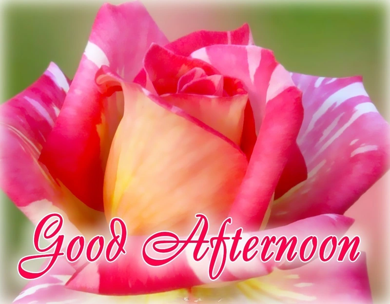 good afternoon rose cartoon style dp