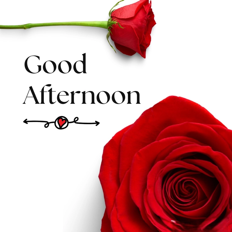 good afternoon rose image aesthetic style