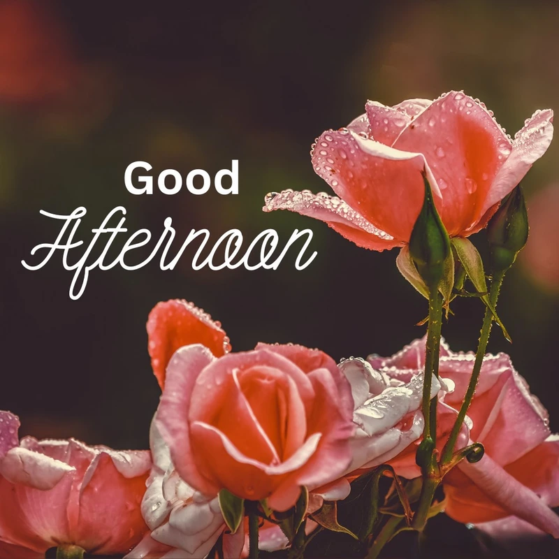 good afternoon rose image blurry effect