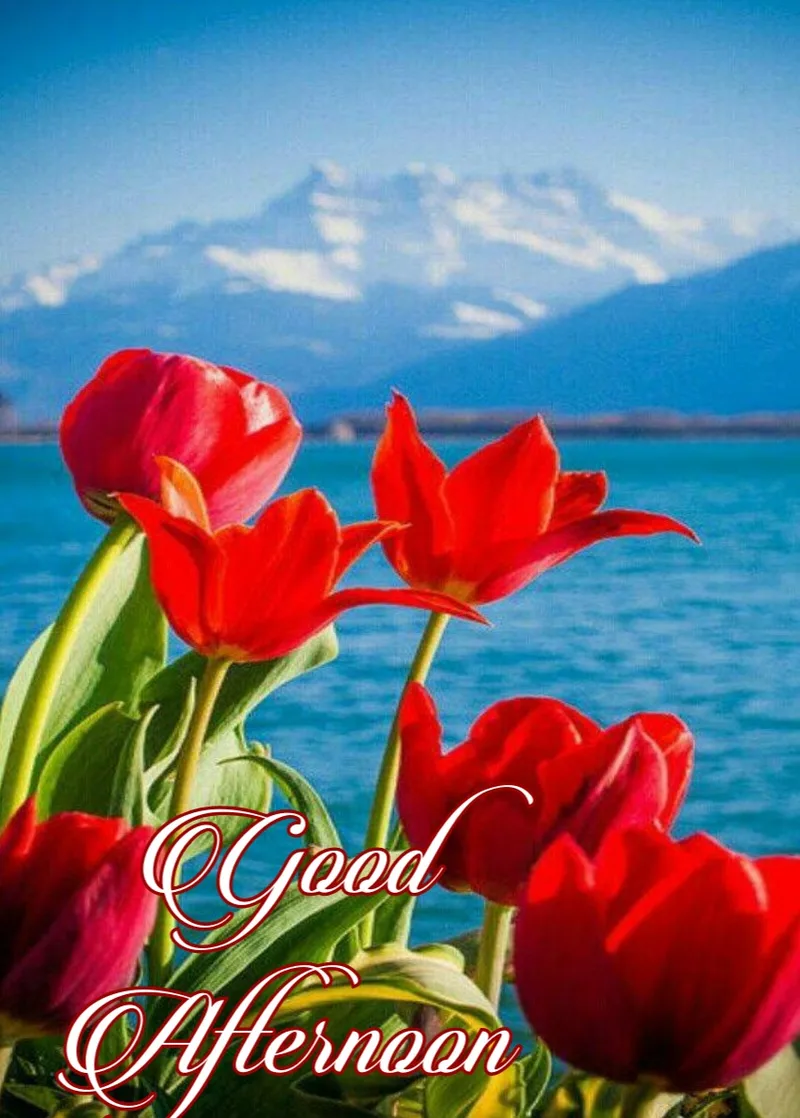 good afternoon rose image profile icon