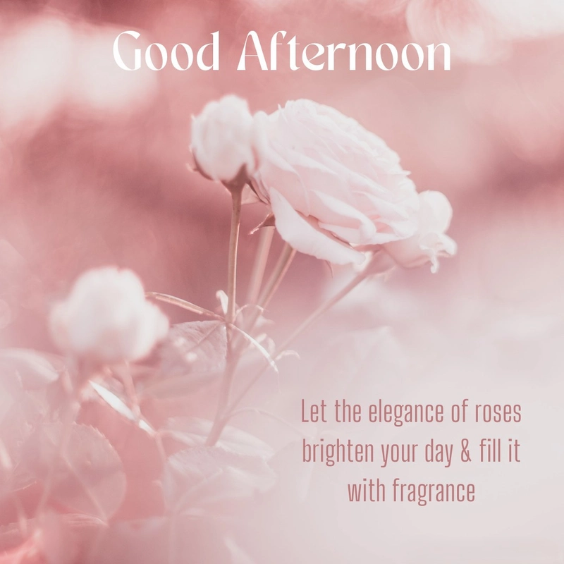 good afternoon rose image profile photo