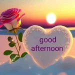 good afternoon rose image with background blur