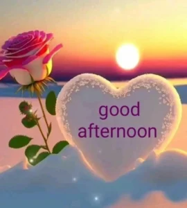 good afternoon rose image with background blur