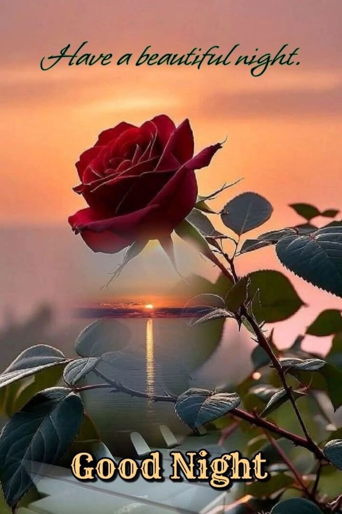 good night rose image pinterest 4k