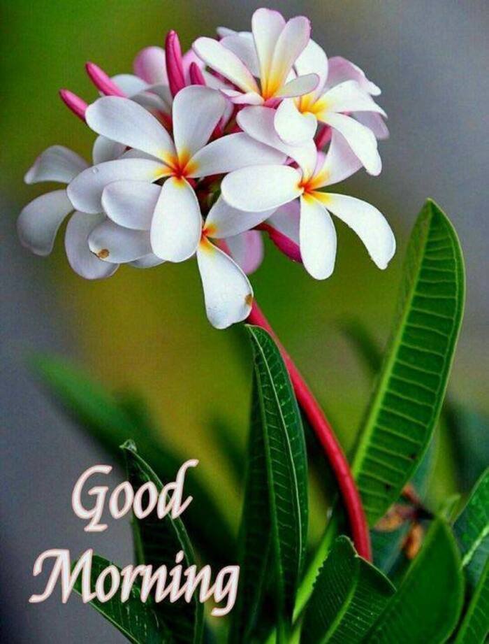 instagram aethetics beautiful nature good morning images hd