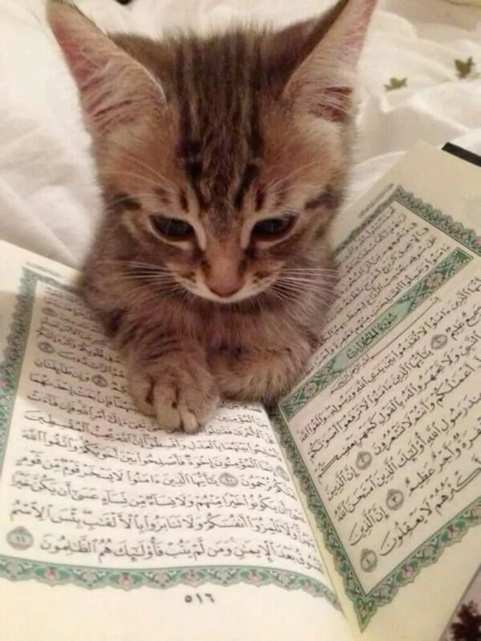 instagram islamic dp 27