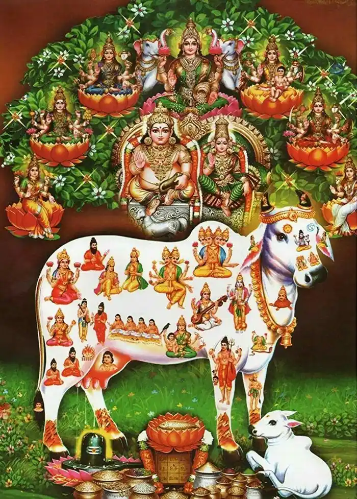 mobile hd wallpaper showing divine cow god images