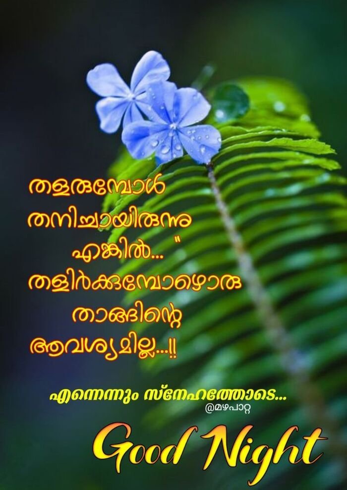 pinterest good night images malayalam beautiful quote 4k