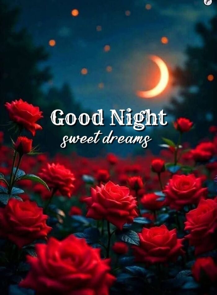 pinterest photo good night rose image