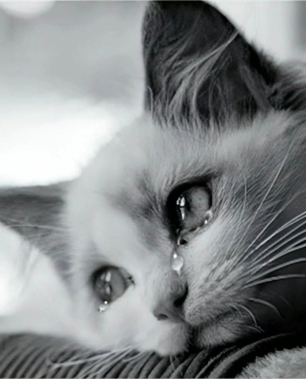sad dp