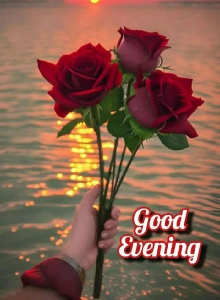 spiritual calm background with rose good evening photos