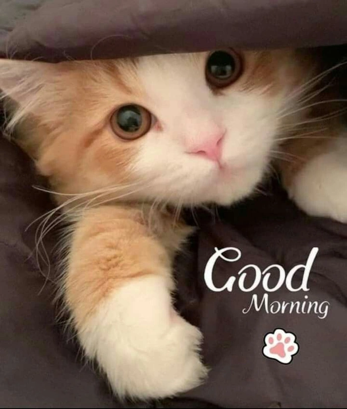 spiritual cats hd wallpapers good morning collection (2)