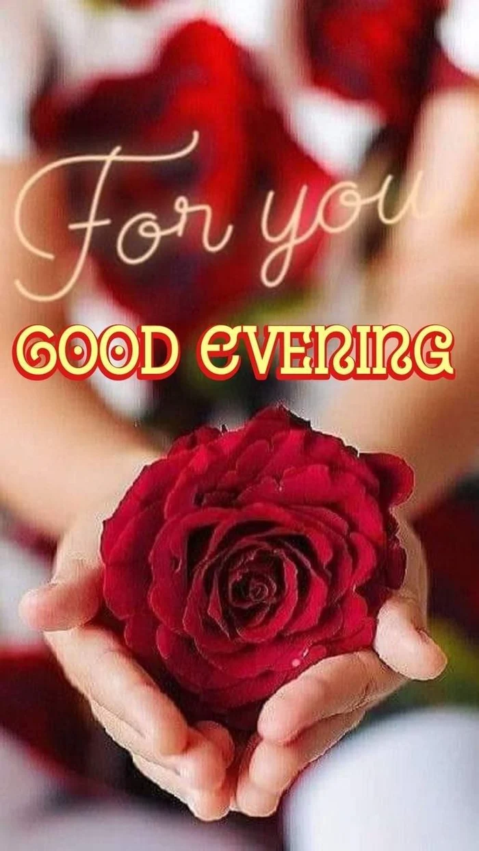 spiritual hd wallpaper collection of good evening rose