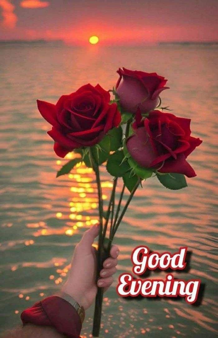 ultra hd 4k good evening rose wallpaper photo gallery