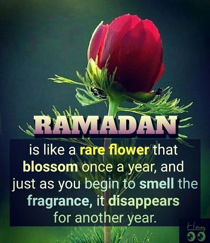 ultra hd ramadan wishes wallpapers gallery collection