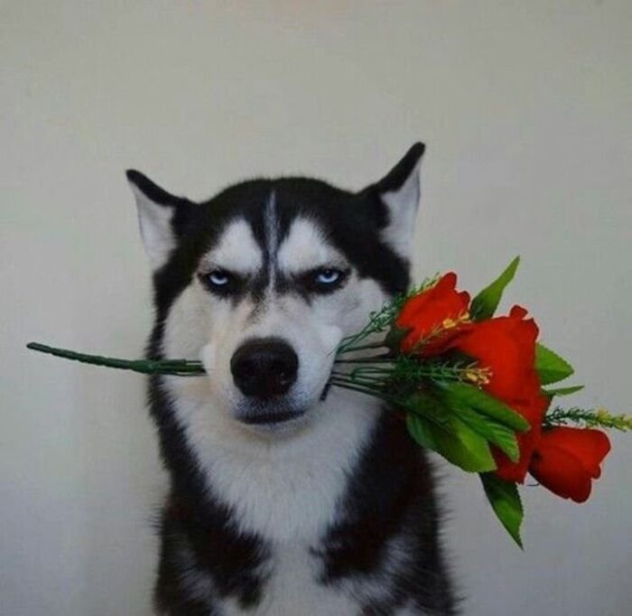 cute dp instagram aethetics dog