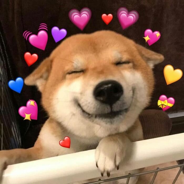 dp pic new dog full hd