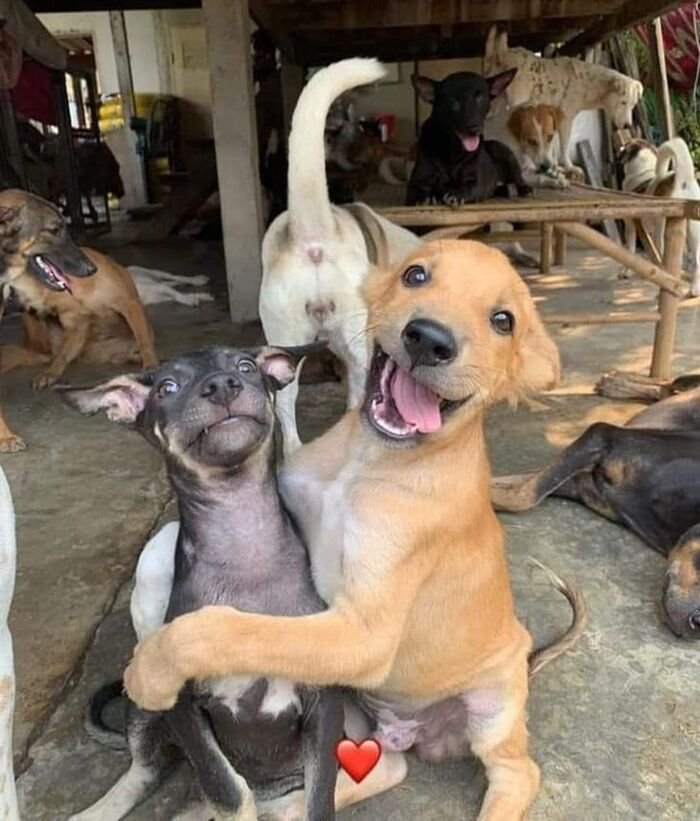 friendship dp dog hd