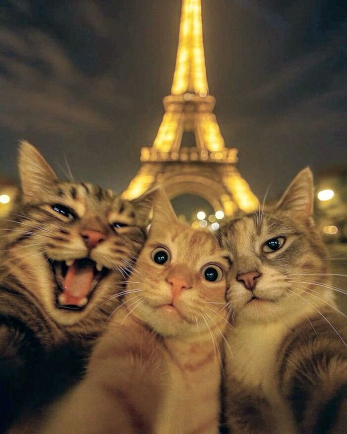 friendship dp funny cat