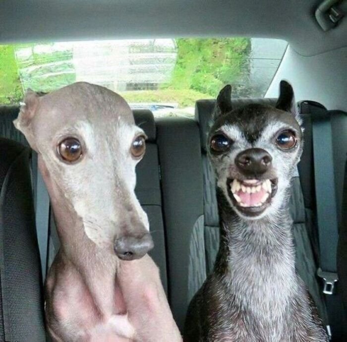 friendship dp funny dog