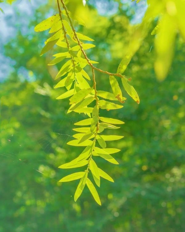 trending dp minimal design