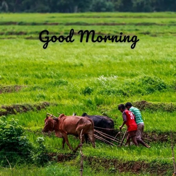good morning village images download free