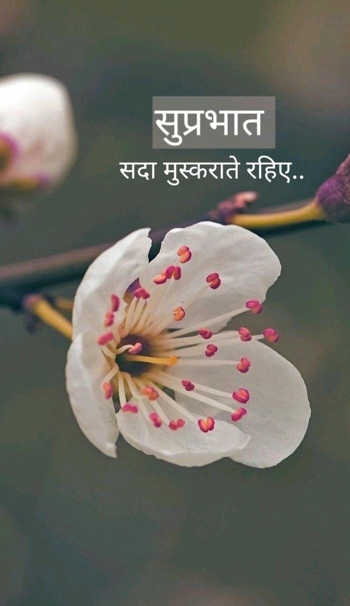 morning flowers happy 4k image full hd suvichar good nature